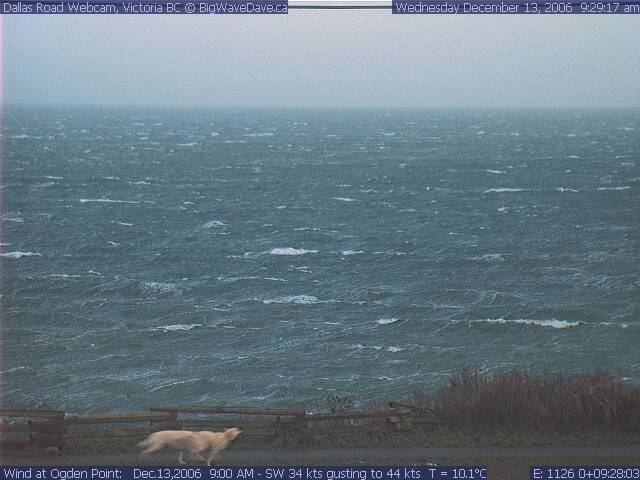 Windy enough to stretch the dogs out
