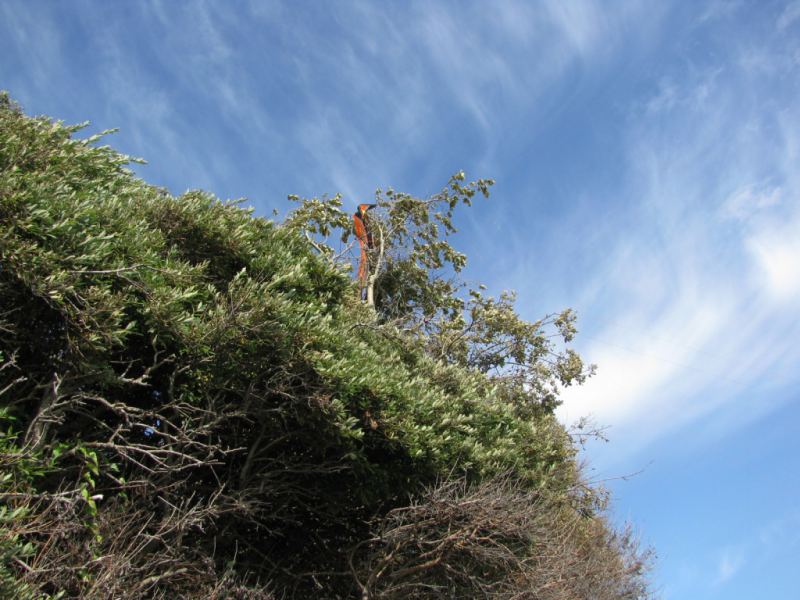 kite tree @ Cook St.
