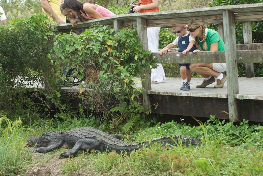 when you're huntin' aligators, use good bait!  Toddler grandchildren work great!
