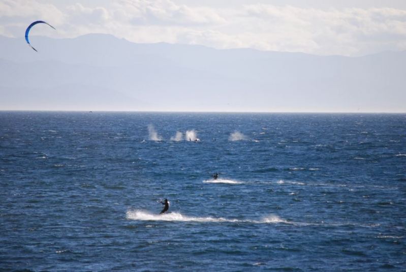 Whales
Whale!  Darrell McKay's friend's pic
