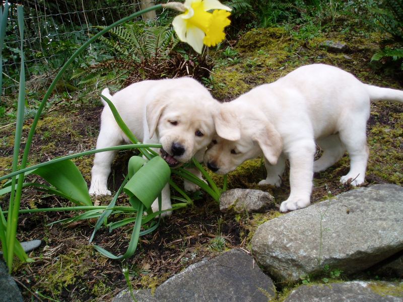 They love you if you bring them freshly cut flowers!
