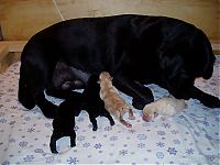 Puppies Day 2 030.jpg