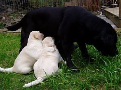 Puppies Week 7 #1 024.jpg