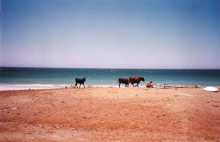 Bulls of Bolonia, Spain
