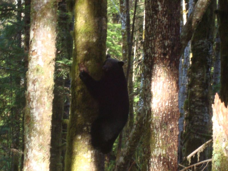 first bear of the season
