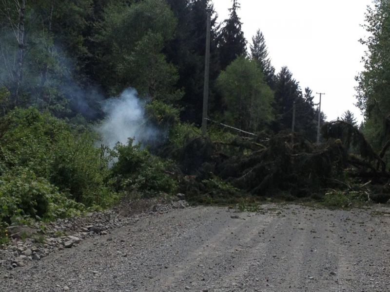 Tree down at Nat - live
