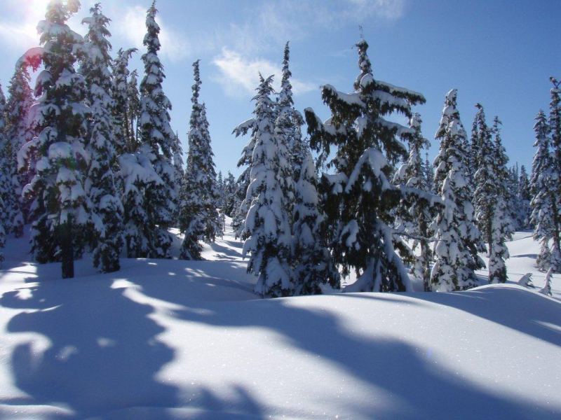 Tree runs, lower glades in shade stayed dry all day
