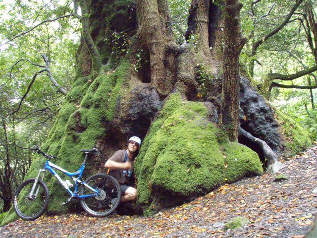 Mary wouldn't but Myrtle Wood!
40 something feet circumference, largest known
