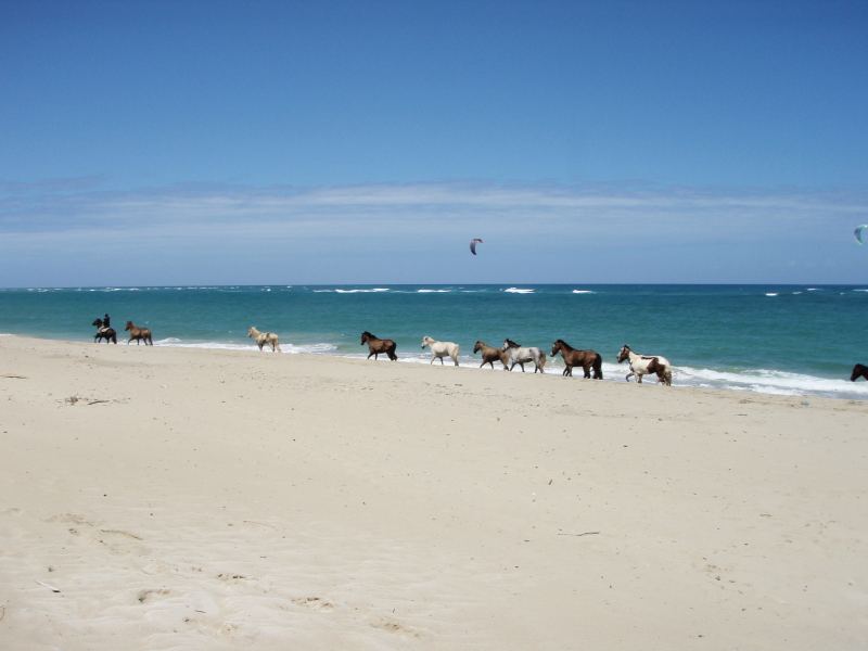 Horses
Horses passing on the beach.
