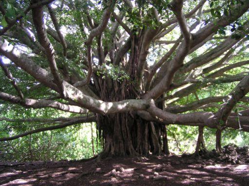 Banyan tree - cool eh?
