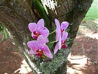 Epiphyte Orchids.jpg