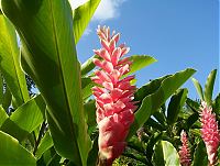 Hawaiin Ginger.jpg