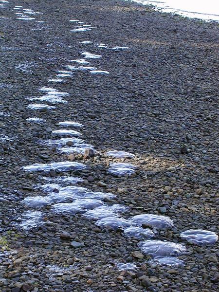 0509-Nit-E-Jellyfish on beach.jpg