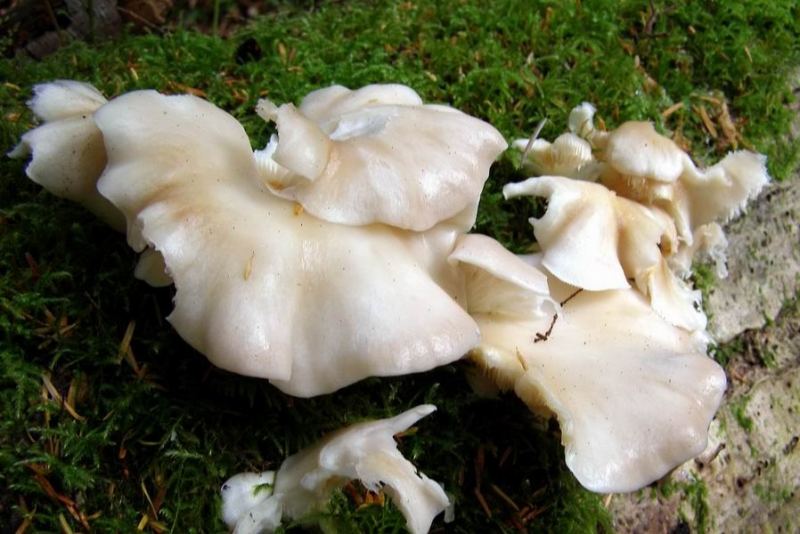 Oyster Mushrooms
Good eating !
