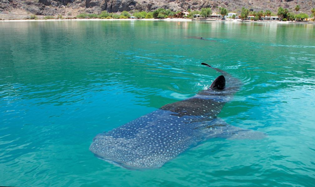 Tiberon Ballena
Feeding!!
