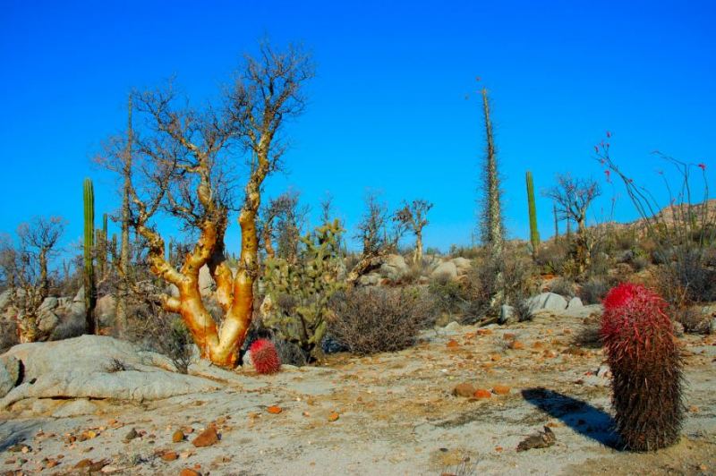 Catavina, Baja California
Everytime we stop , there is more to see.
Presioso!!!
