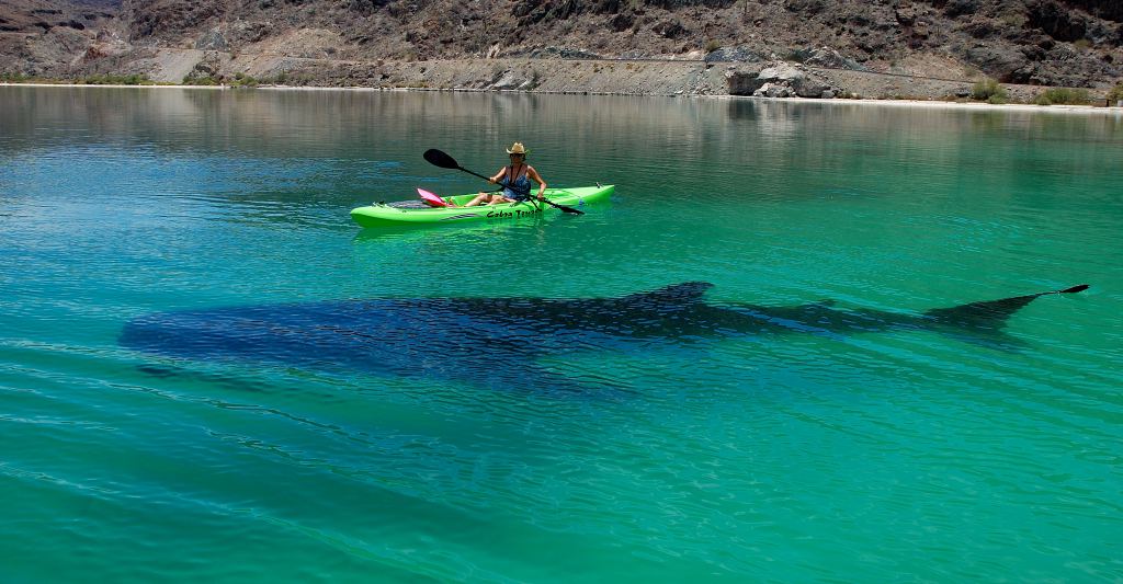 25 feet and locals have seen some 40 feet long
We have seen 6  sharks for about 2 weeks in El Coyote beach.
