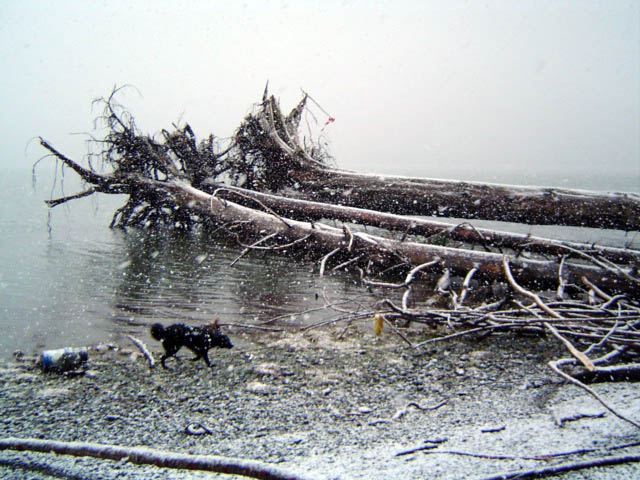 BeachLogsNatNov2006.jpg