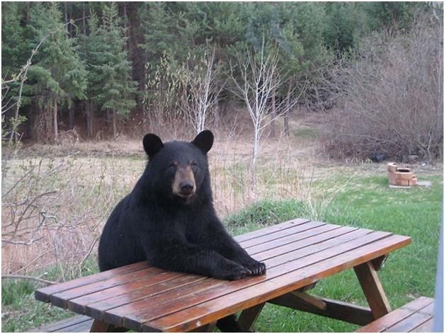 Dairy bear at Nitinat
wondering where all the campers have gone
