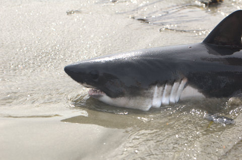 Shark in Tofino
This shark beached itself at North Cherstermans, Tofino on Friday. Can you name the species of shark? I can post more pics if anyone is interested.
