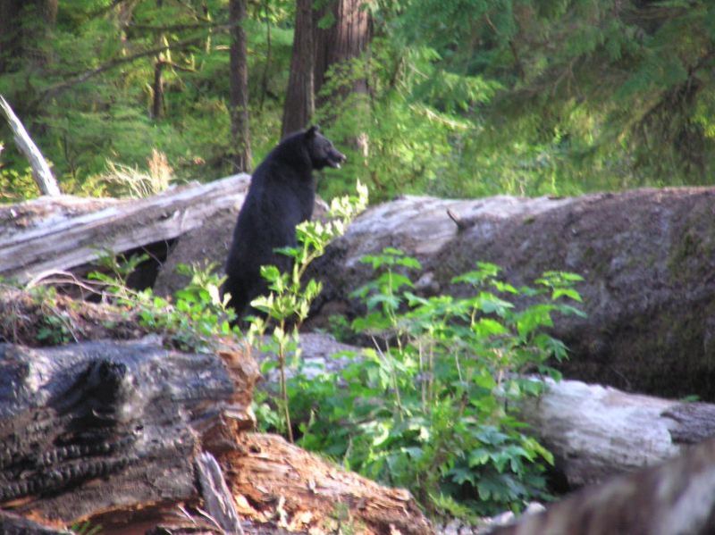 Scouting the area for campers with lot's of dairy products.
And I thought bears liked nuts and honey?
