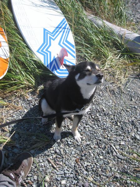 Beware of intimidating dog guarding boards
